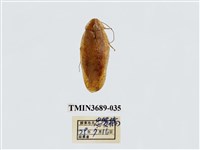 藏品(蜚蠊(2))的圖片